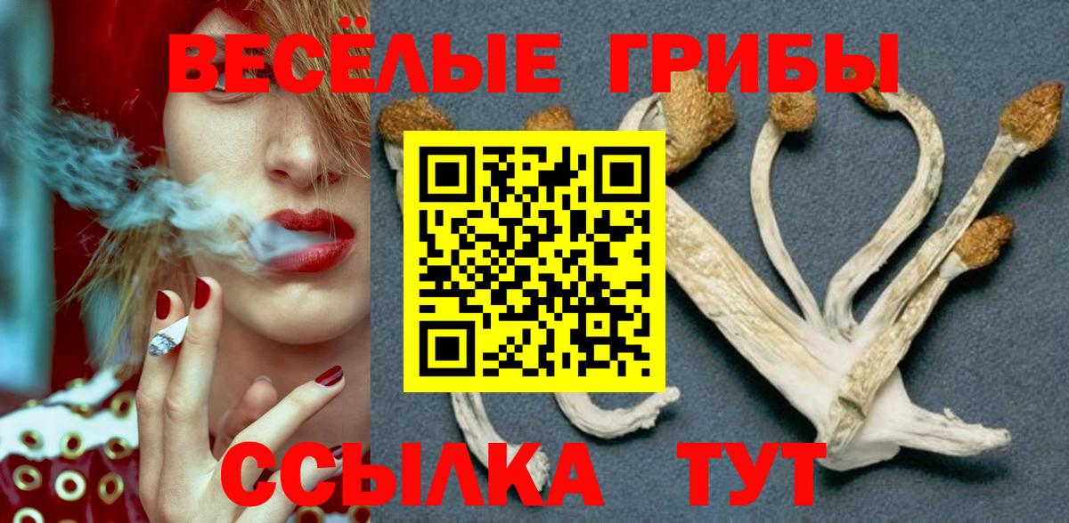 Алейск  Псилоцибиновые грибы прущие грибы  Вход с VPN  Галлюциногенные грибы Psilocybe 